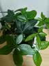 花翁大盆三杆发财树绿植盆栽招财植物办公室内开业盆景金钱树源头直发 实拍图