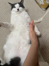 皇家猫粮 英短成猫粮 BS34 通用粮 12月以上 2KG 实拍图