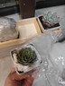绿荫巷子多肉植物组合套餐肉肉室内植物办公室电脑桌面盆栽好养活小盆栽 【3多肉】瓷盆木格(肉可自选) 实拍图
