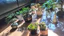 iosn钱串桌面小盆栽招财多肉植物办公室内阳台防辐射绿植懒人花好养活 22-30头招财彩钱串锦（塑料盆） 晒单实拍图