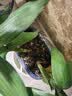【通用土】营养土养花种菜土壤有机兰花多肉植物盆栽种植椰砖土 5kg 1袋 实拍图