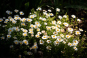 腾龙（Tamron）A063 28-75mm F/2.8 G2风光人像视频直播 腾龙28-75二代 全画幅微单相机镜头 28 75 索尼FE卡口 官方标配【送腾龙UV镜+腾龙偏振镜+清洁套装】 实拍图