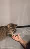红狗营养膏猫咪狗狗营养膏宠物幼犬猫营养补充剂乳铁蛋白维生素120g*3 实拍图