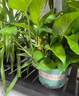 京东绿植绿萝盆栽除甲醛花卉绿植办公室新房净化空气180加仑2盆装源头直 实拍图