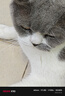 网易严选全价猫粮4.0 宠物主粮成幼猫无谷鲜肉美毛护肠胃 鸡肉羊奶味1.5kg 实拍图