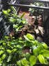 原起点50cm加大阳台种菜箱长方形塑料花盆户外蔬菜种植神器室外花箱花槽 【加厚】特深2联箱(100*40*49） 实拍图