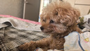 海洋之星低温烘焙狗粮真鲜肉成犬幼犬粮1kg （八宝橄榄鸭肉配方） 实拍图