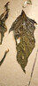 鲜窝窝 芝麻叶108g 嫩叶新货芝麻叶干菜河南特产干货脱水蔬菜芝麻叶面条 晒单实拍图