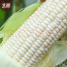 北蔬 白甜糯玉米种子苗早熟超甜大棒型 白玉糯909玉米种子200g约700粒 实拍图