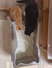 鲜朗主食罐猫咪营养蓝猫英短暹罗幼猫成猫替代主粮全价湿粮猫罐头 鸡肉口味5盒【100g*30罐】 实拍图