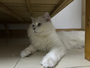 皇家幼猫猫粮 幼猫专用 K36 通用粮 4-12月 400g 实拍图