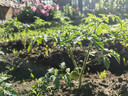 京鲜生&听蔬 有机油菜1斤 上海青 有机认证无农残无激素 源头直发 实拍图