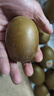 佳沛（zespri）新西兰 金果30-33粒原箱单果103-124g 端午礼物水果礼盒 猕猴桃 实拍图