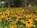 Lvbai厕所小便池三角芳香块 商场写字楼卫生间卫生球除味净化清洁10个 实拍图