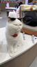 华元宠具（hoopet）猫包大容量宠物便捷外出便携透气双肩手提布偶狗背包幼犬外出包 实拍图