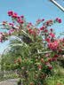 欧莱雅小蜜罐轻盈面霜60ml买正送正官方正品护肤品女生日礼物 实拍图