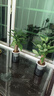发财树盆栽大植物室内办公室桌面客厅小盆景招财树苗绿植花卉盆栽 三杆发财树 5-8cm【繁星吸水盆】 【送肥料】 实拍图