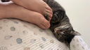 好主人猫粮 理想体态成猫粮全价天然猫粮高蛋白亮泽皮毛肠胃呵护营养粮 全价成猫粮10斤 实拍图