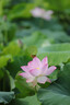 佳能（Canon）5D4 全画幅单反相机 4K高清视频拍摄 高清人像风景拍摄 佳能复古旗舰数码相机  佳能5d4 机身 实拍图