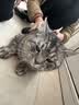 伟嘉成猫猫粮 夹心粮10kg牛肉味全价猫粮 实拍图