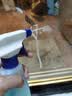 公鸡大师多功能玻璃清洁剂625ml*1瓶 去污去水垢水渍窗户清洗剂 实拍图