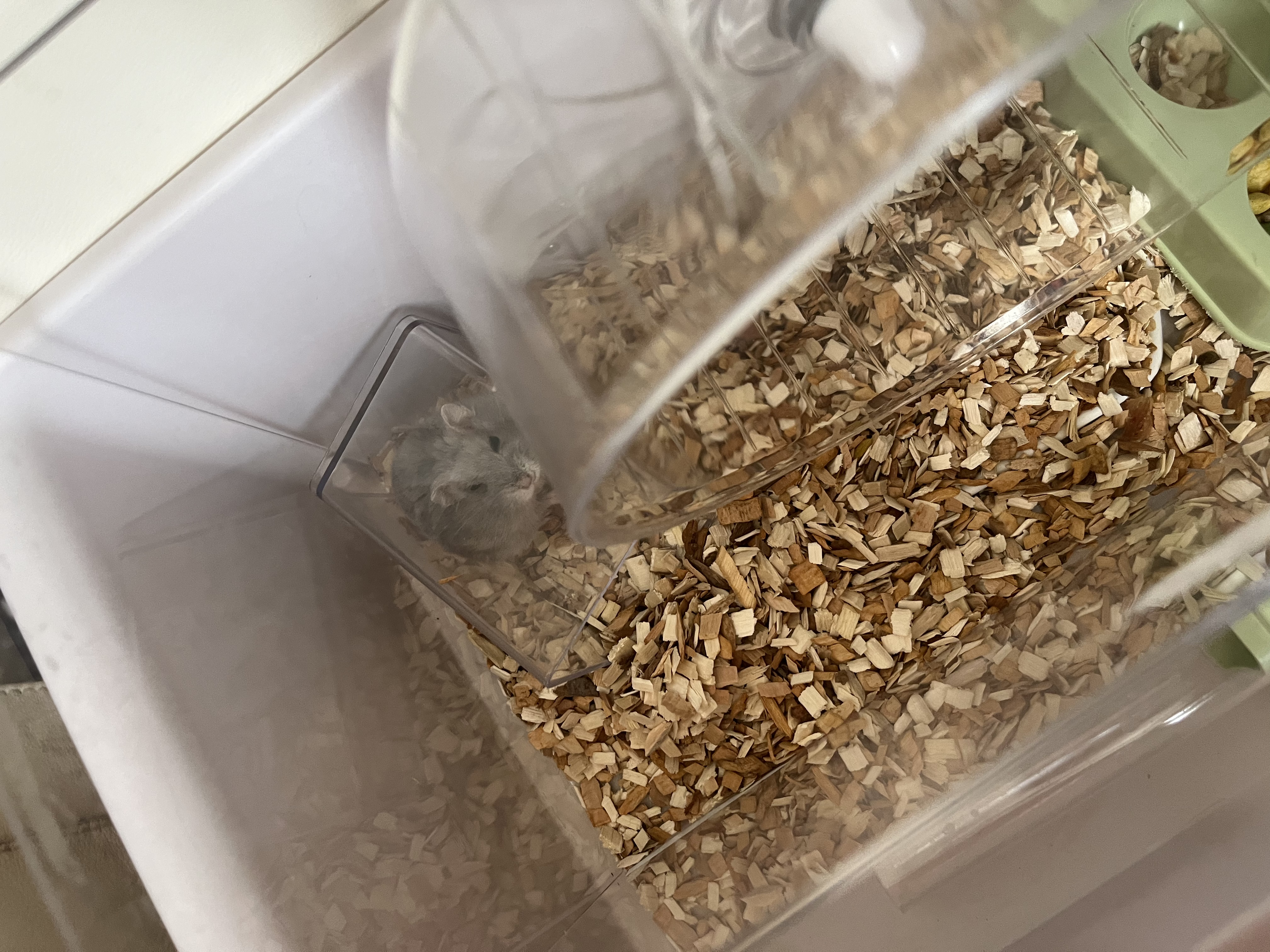 备能（BEINENG）仓鼠除臭喷雾消毒杀菌兔子蜜袋鼯宠物笼子厕所生物酶去异味300ml 实拍图