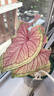 三思京东集采JC系列全植物补光灯仿太阳全光谱 植物灯生长盆夹灯-12W  实拍图