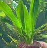 疯狂水草（FKSC）鱼缸水草蜈蚣草鱼缸造景专用真水草懒人水培植物净化水质直接入缸 【火山石】绿菊+蜈蚣草 实拍图