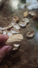 枫小七广东河源水煮花生客家忠信特产新货咸干花生农家手工零食坚果炒货 500g*1包 水煮（软口） 实拍图