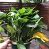 京东绿植绿萝盆栽除甲醛花卉绿植办公室新房净化空气180加仑2盆装源头直 实拍图