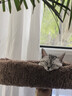 兽牌云端实木猫爬架小户型猫架带窝猫咪抓柱猫架子猫树猫窝猫抓板一体 小树屋【实木柱+大窝】 实拍图