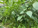 北蔬 小叶香菜种子苗浓香芫荽四季蔬菜籽 寒圣1号小叶香菜籽种子250g 实拍图