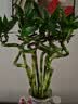 花行榜水培植物富贵竹转运竹子室内客厅招财绿植花卉盆栽节节高源头直发 实拍图