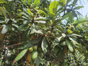 雪佛龙（Chevron） 特劲TCP燃油宝除积碳汽油添加剂三元催化保养清洁剂355毫升 实拍图
