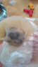 湾仔码头素水饺裙带菜杏鲍菇水饺720g42只*2饺子早餐 实拍图