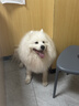 MAG【警犬同款】狗狗鲨鱼软骨素180g 成年老年犬用宠物修护关节 实拍图