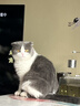 pidan混合豆腐猫砂 除臭结团经典款豆腐膨润土皮蛋猫砂2.4kg*8包 实拍图
