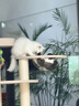 兽牌森林猫爬架大型猫树猫窝一体豪华剑麻猫架太空舱缅因大猫四季适用 森林【经典款】 实拍图