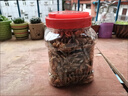 淘歌南极磷虾干1000mL 乌龟粮银龙鱼鹦鹉罗汉发财鱼食淡水虾干鱼饲料  实拍图