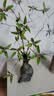 京东鲜花仿真绿植石榴枝2支乔迁客厅装饰插花仿生植物花艺高级感摆件 实拍图