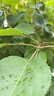 牧高笛（MOBIGARDEN）自动充气床 户外露营充气床垫打地铺气垫床 NX24663014 和风沙 实拍图