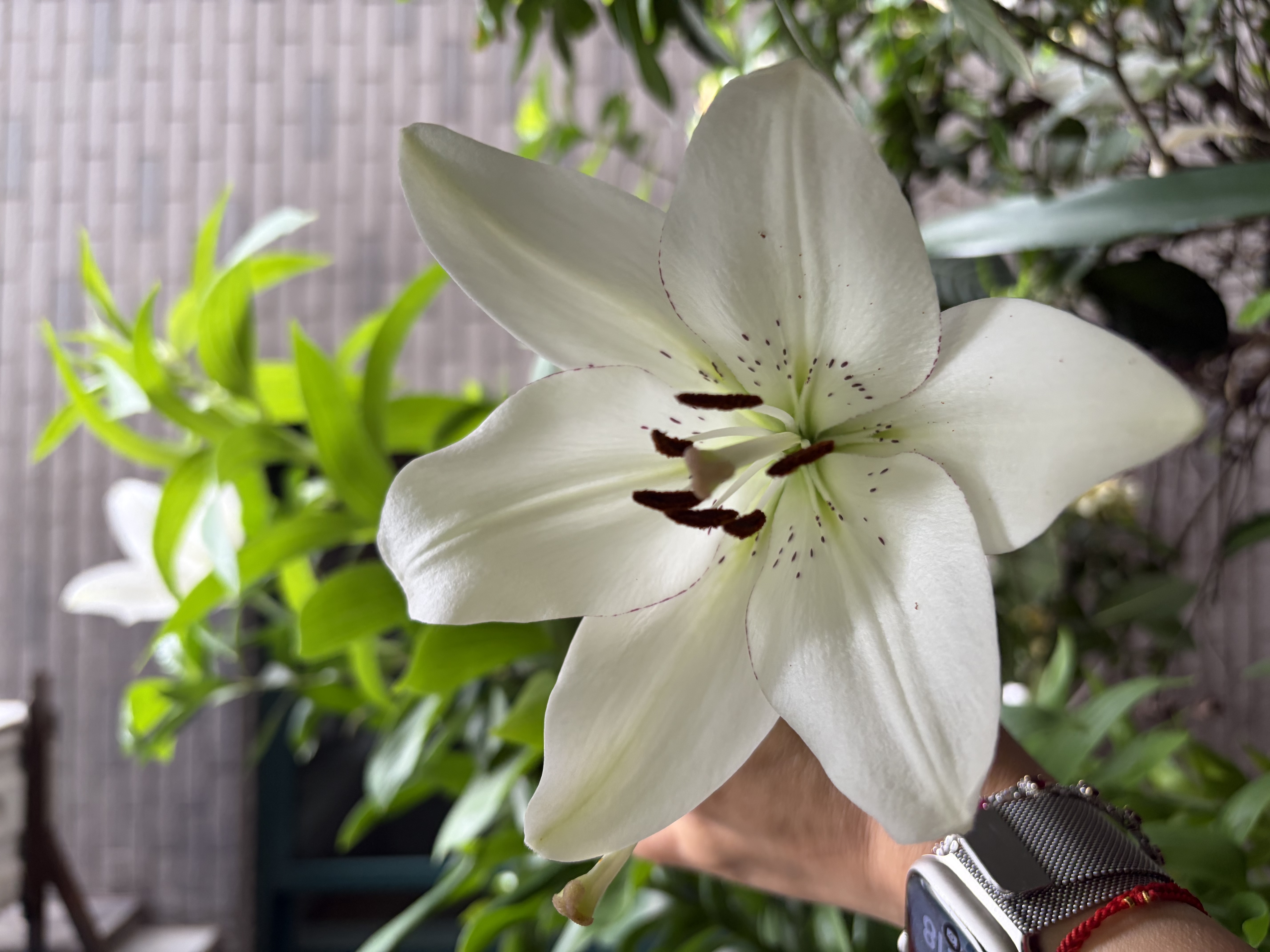 3M伤口敷料无菌敷贴3662自粘辅料一次性无菌大号透气医用创可贴10片 实拍图
