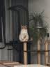 皇家室内成猫粮 I27 通用粮 12月以上 2KG 实拍图