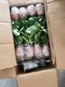 花翁金钻盆栽绿植物大盆绿萝除室内甲醛花卉水培办公净化空气源头直发 实拍图