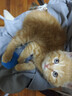 汪野君防外溅猫砂盆半封闭顶入猫厕猫屎盆猫砂铲猫沙盆大号带卡通猫砂垫 实拍图