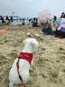 麦富迪狗粮 无谷牛肉双拼狗粮成犬小型犬比熊贵宾缓解泪痕 1.5kg 实拍图