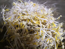 佰好佳【四季可发】豆芽机全自动家用多功能发黄绿豆芽神器三层增压水循坏洒水微电脑智能定时发豆芽机器 全自动豆芽机【三层大容量+遮光 实拍图