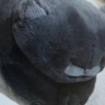 野兽派家居（tbh）懒蓝猫长条抱枕靠垫卧室夹腿办公室抱枕沙发可爱腰枕车载抱枕 实拍图