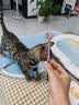 妙三多预防猫瘟猫鼻支英特威猫三联疫苗1针 实拍图