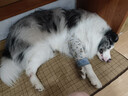 贝尼宠狗垫子睡垫夏季小型中型犬通用狗窝猫狗狗凉席垫 猫狗凉席加棉咖色XXL98x75适80斤 实拍图